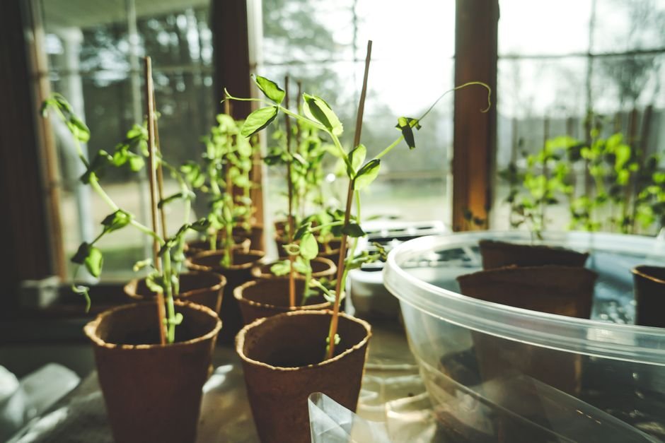 windowsill herbs winter