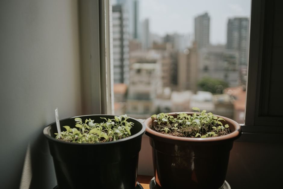 herb pots windowsill