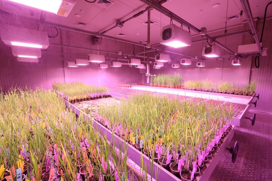 seedlings under grow light