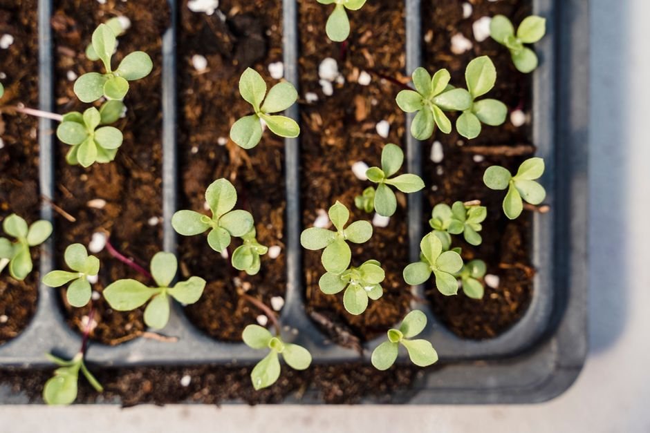 seed starting tray