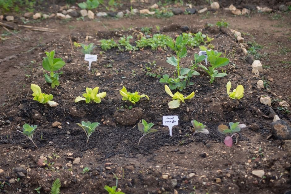 young seedlings garden bed