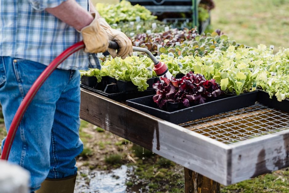 vegetable garden plants