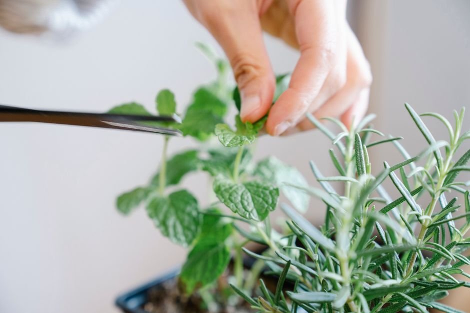mint plant pot