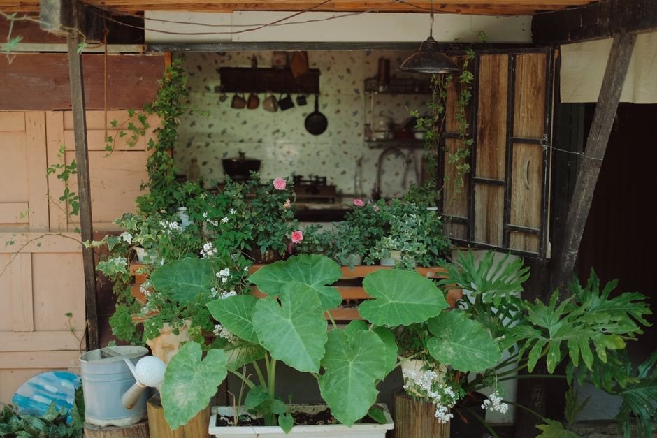 kitchen window herbs