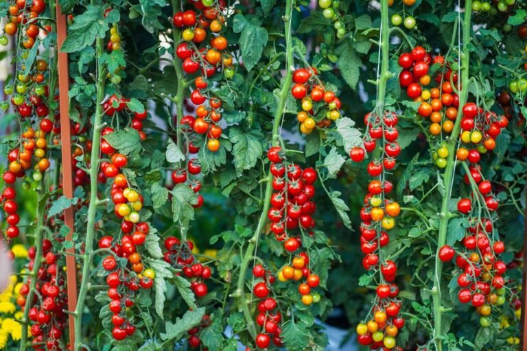 Yield Or Flavor, Because In A Small Garden You Pick One