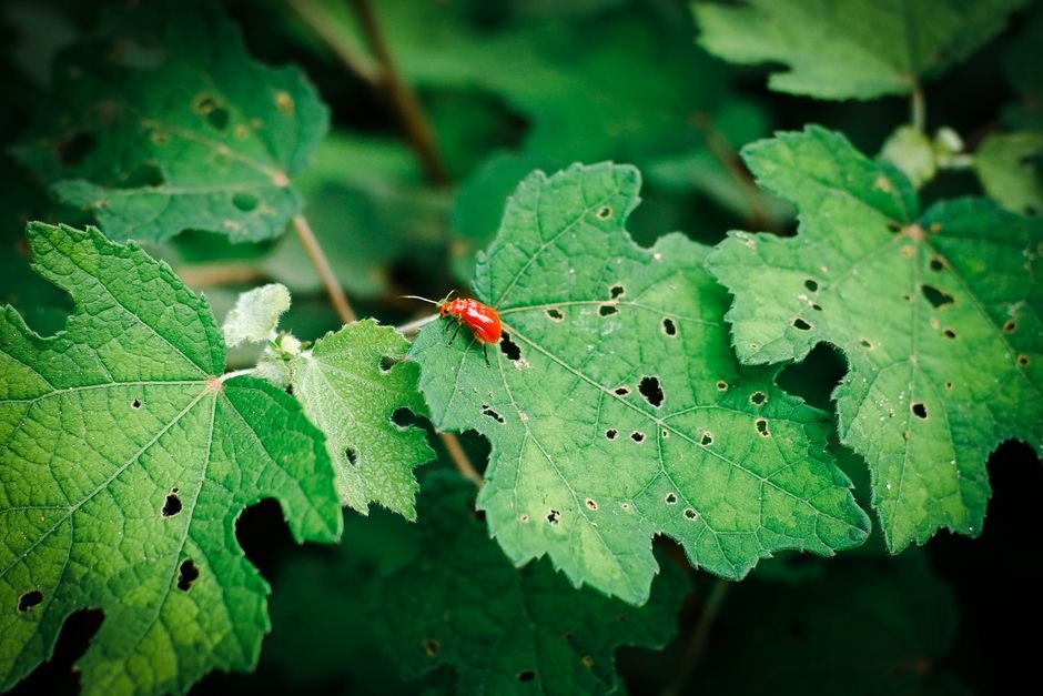 garden pest leaves