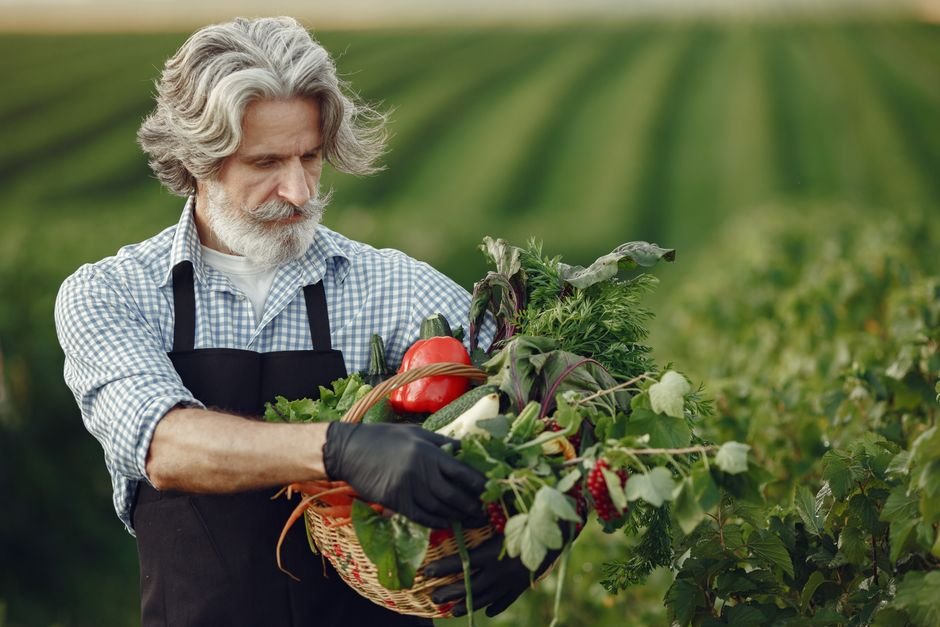 harvested vegetables basket