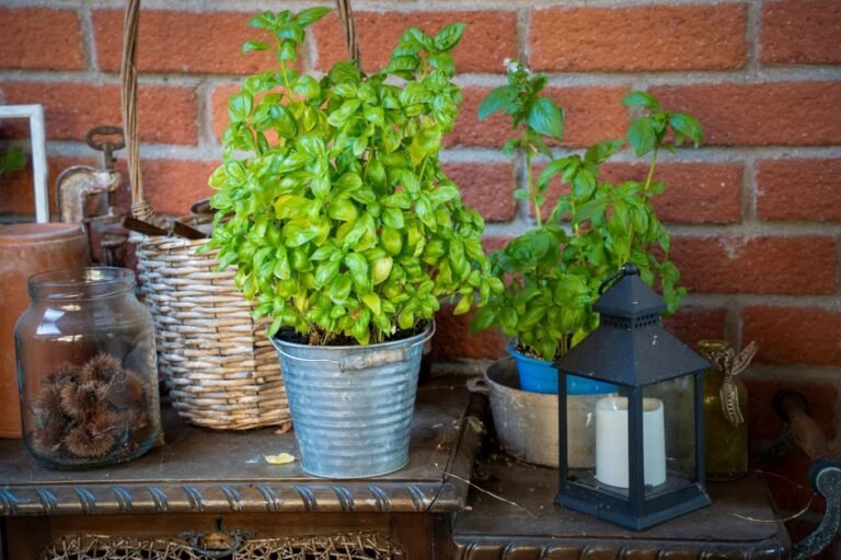 How Long a Supermarket Herb Pot Really Lasts