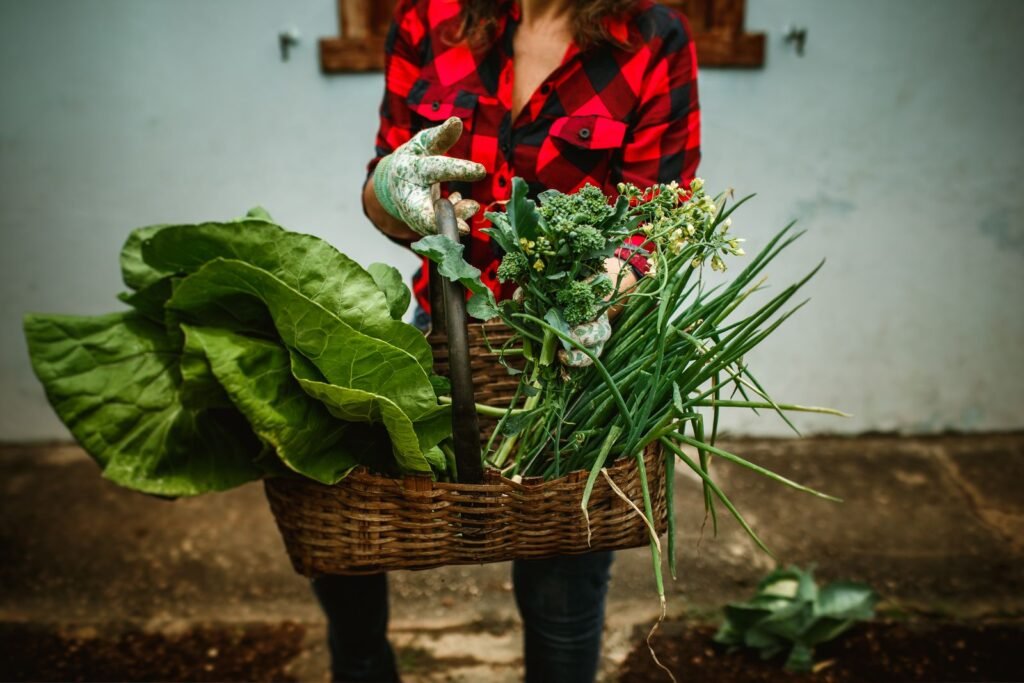A woman carrying a wicker basket of fresh greens and spring onions from the vegetable garden