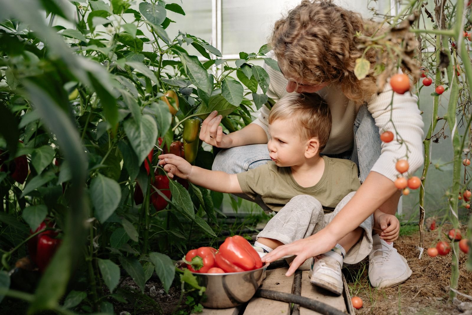A mother and her young son picking red peppers and tomatoes in a greenhouse garden