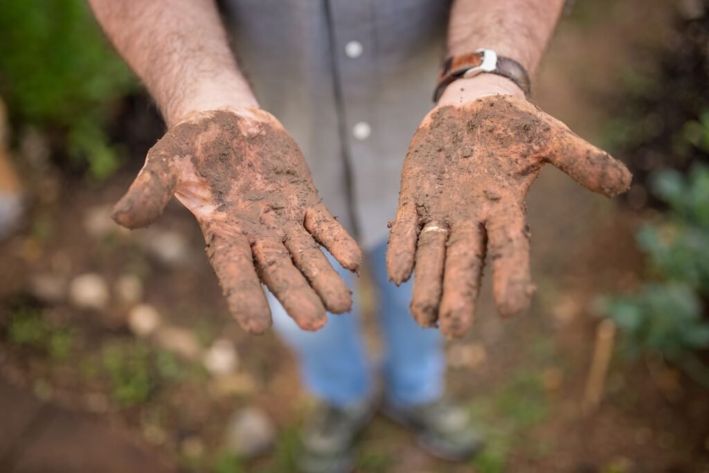 A gardener holding up both hands covered in soil after working in vegetable beds